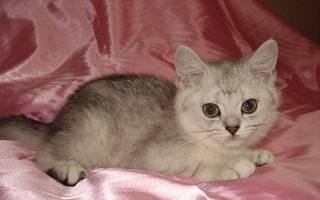 Британские котята Москва