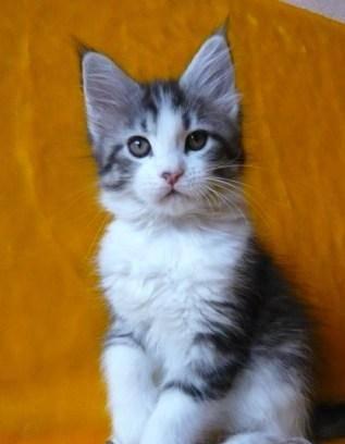 Мейн кун, котята Липецк