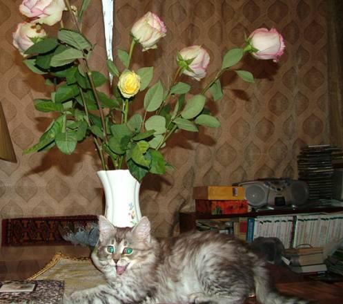 Сибирский котенок, родители клубные, окрас серебро Москва
