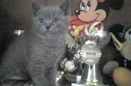Британский котенок Раменское