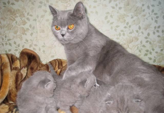 Мы Крутые Британцы Москва