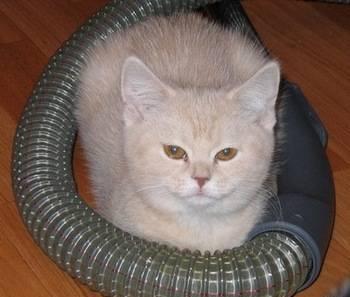 Британские котята  кремовый котик Москва