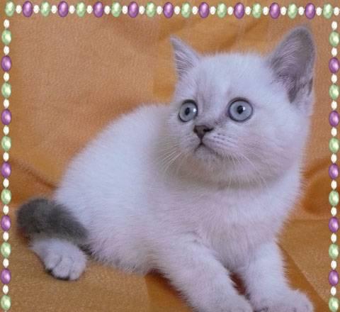Шотландская кошечка, (лиловый линкс) Санкт-Петербург