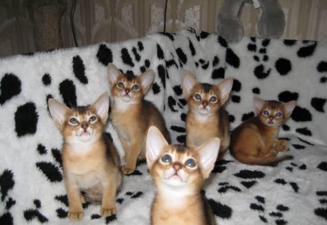 Абиссинские котята Королев