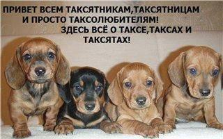  Такса сайт-всё о таксе. Щенки таксы Москва