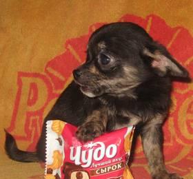 Трехцветный чихуахуа Москва