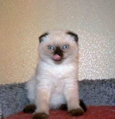 Шотландские Вислоухие,  голубоглазые котята Москва