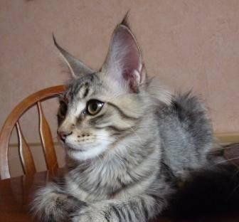 Котята мейн кун Волгоград