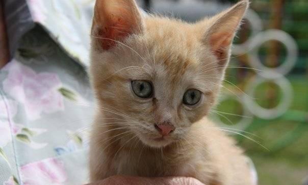 Котенок 2 месяца. мальчик в дар Москва