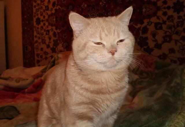 Британский кот приглашает невест Новокузнецк