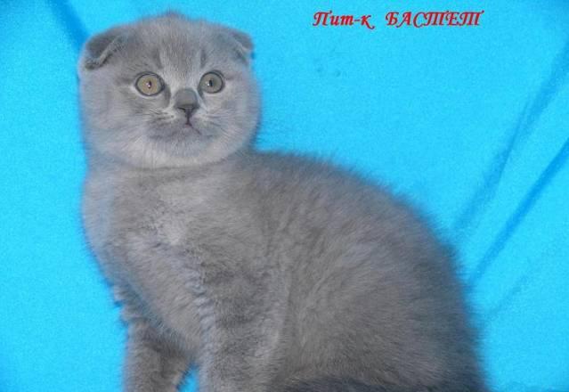 Шотландский вислоухий мальчик Королев