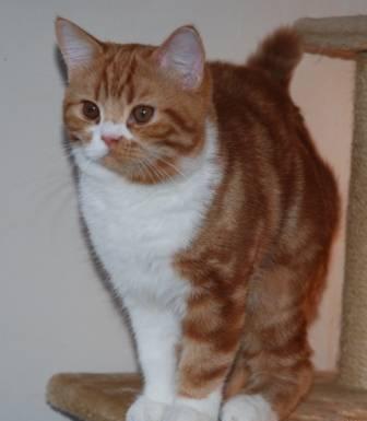 Подрощенный скоттиш страйт котик Москва