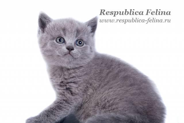 Британский котенок - кошечка голубая, шоу качество Москва