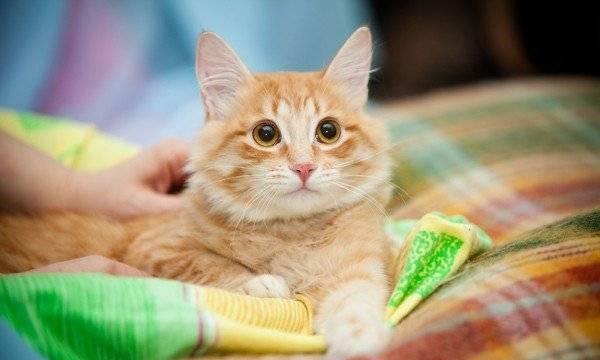 И вот появляется солнце - милашка Плюшик Санкт-Петербург