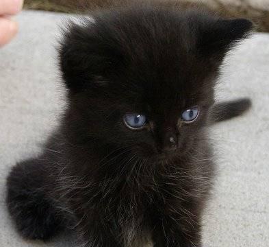 Милый котенок ищет заботливого хозяина Челябинск