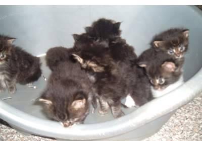 Котята породы мейн кун Санкт-Петербург