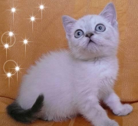 Шотландская кошечка (голубой линкс) скоттиш-страйт Санкт-Петербург