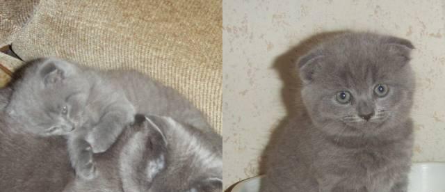 Котята - британская голубая Запрудня