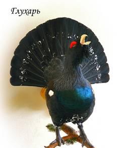 Художественная таксидермия Ярославль