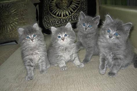 Котята Ростов-на-Дону