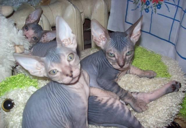 Котята Донского сфинкса Москва