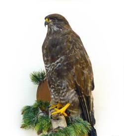 Таксидермия животных и птиц Тутаев