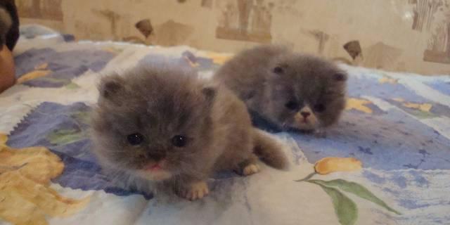 Персидские котята Санкт-Петербург