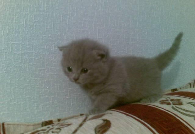 Британские и вислоухие голубого окраса котята Москва