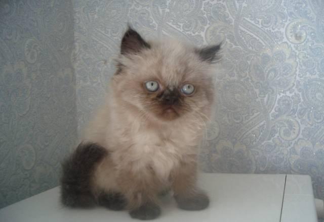 Персидские котята -фото наших котят5000 Санкт-Петербург
