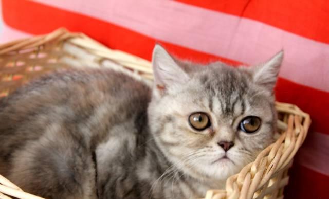 Котёнок Британской породы Москва