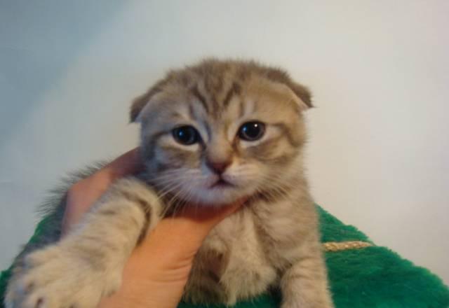 Шотландские вислоухие котята Воронеж