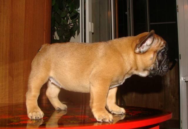 Щенок французского бульдога Москва