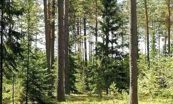 Участок 13 соток под ижс по Киевке Москва
