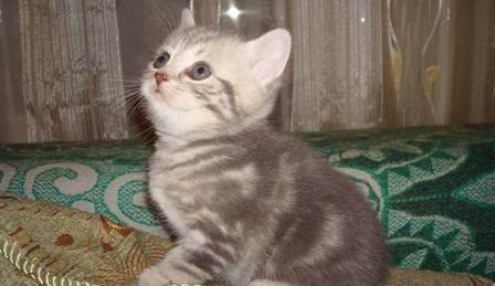 Шотландские мраморные котята Пятигорск
