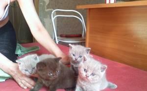 Британские котята генетически-крупные Санкт-Петербург