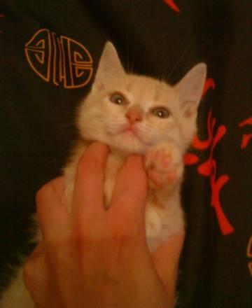 Котик Ярославль