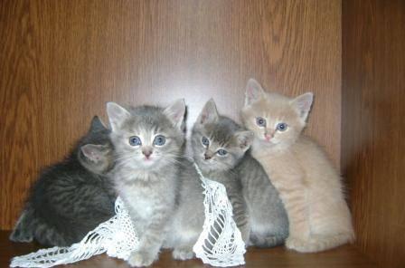 Котята окрас вискас + рыжий Москва