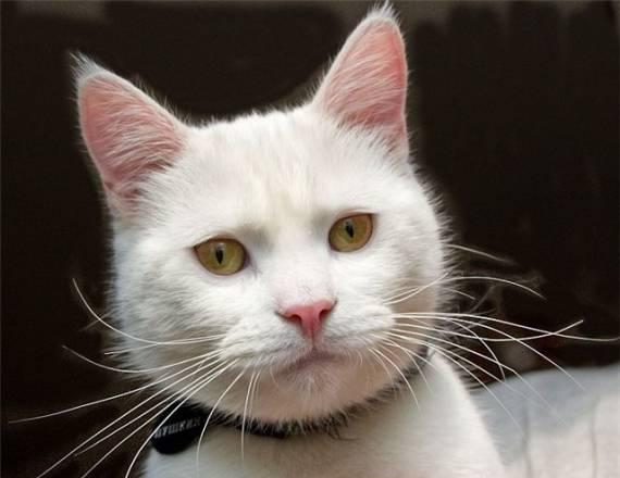Белый котик Пушкин, 9 мес Санкт-Петербург