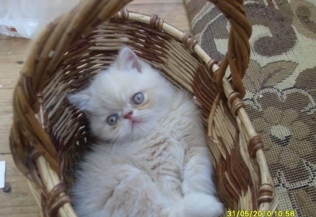 Персидские котята-экзоты Владимир