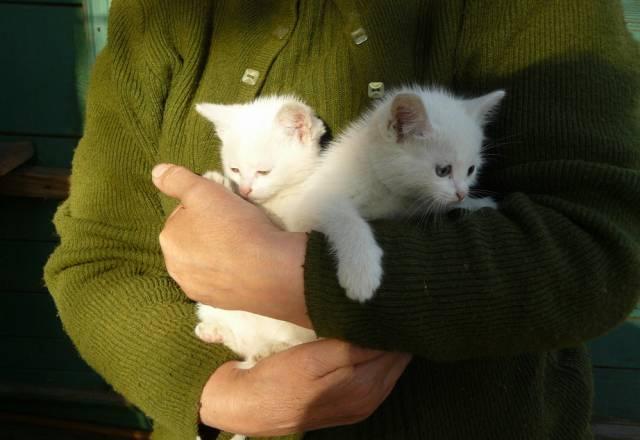 Котята Ярославль