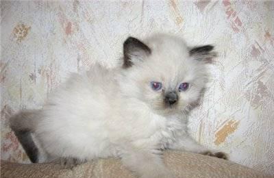 КОТЕНОК  ПОРОДЫ РЭГДОЛЛ Москва