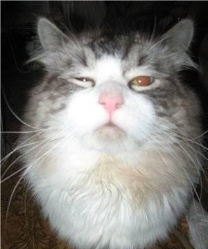 Котята  породы РЭГДОЛЛ (Кошка Кукла) Москва