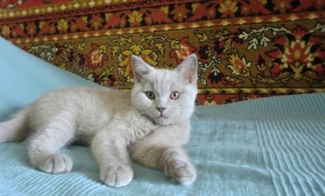 Британский плюшевый котенок Череповец