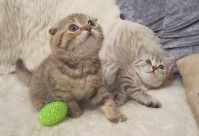 Скоттиш фолд,шоколадная,отличных кровей,клубная Нижний Новгород