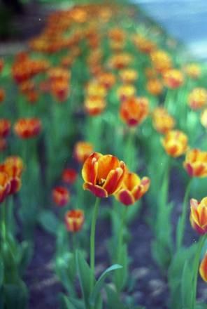 Даю уроки игры на скрипке. Цао Москва