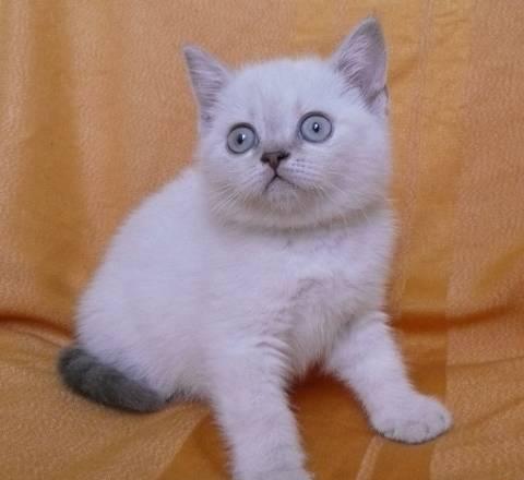 Шотландская кошечка, (лиловый линкс) Санкт-Петербург