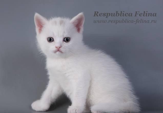 Британские котята - белый экзклюзив шоу качества Москва