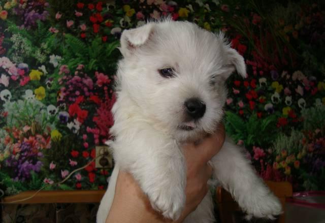 Щенки Вэст-Хайленд-Вайт-Терьера Санкт-Петербург