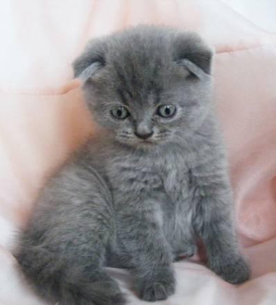 Скоттиш фолд, клубный котик Санкт-Петербург