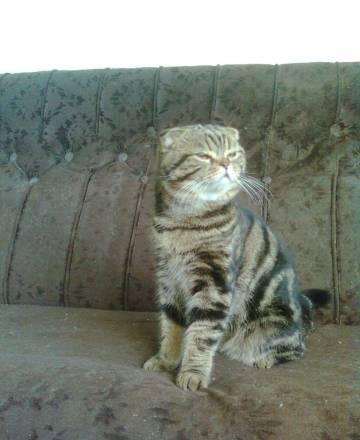 Отдам вислоухого  шотландского кота Москва